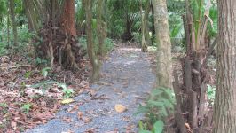Rehabilitación de parque protegido y sendero de Cemento Interoceánico La Chorrera en 2015